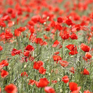 Remembrance Day activities for Early Years – Early Years teaching ...