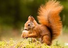 rr-sm-redsquirrel-animalphotos-daa-1493149.jpg rr-sm-redsquirrel-animalphotos-daa-1493149.jpg