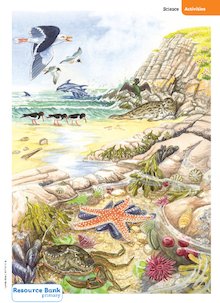 Coastal wildlife poster