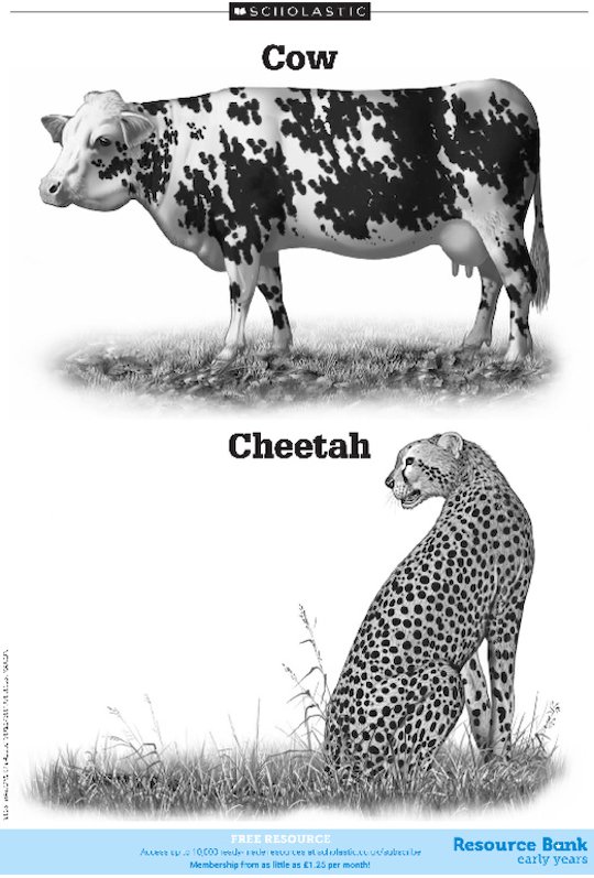 Cow and Cheetah