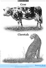 Cow and Cheetah