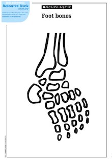 Diagram of bones in the human foot