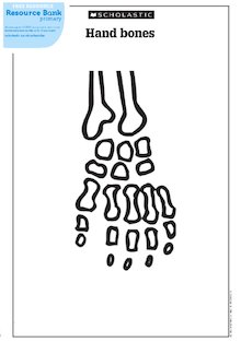 Diagram of bones in the human hand