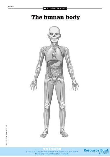 Diagram of the human body – FREE Primary KS2 teaching resource - Scholastic