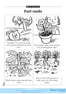 Facts cards: Plants and animals 1