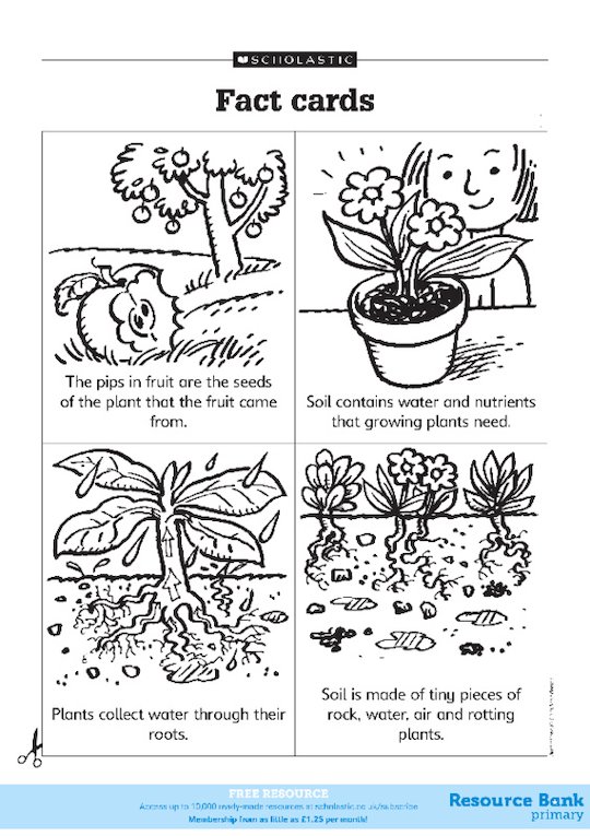 Facts cards: Plants and animals 1 - Scholastic Shop