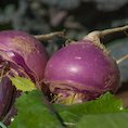 the enormous turnip.jpg