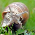 snail watch.jpg