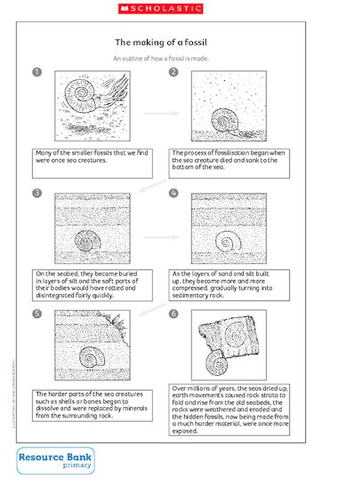 How fossils are formed – Primary KS2 teaching resource - Scholastic