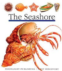 First Discovery: The Seashore