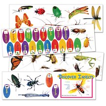 Discover Insects Bulletin Board Set