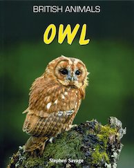 British Animals: Owl