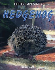 British Animals: Hedgehog