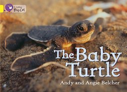 The Baby Turtle (Yellow Band 3)