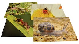 Nature's Mini-Beasts Paper