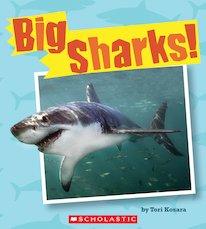 Big Sharks!