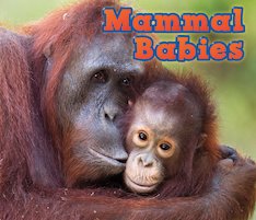 Mammal Babies