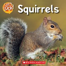 Let's Look! Squirrels