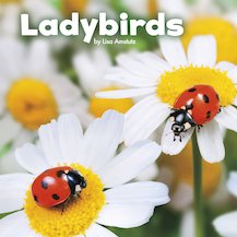 Little Creatures: Ladybirds