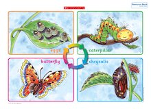 Life cycle of a butterfly – poster