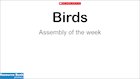 Birds assembly slideshow