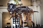Tyrannosaurus Rex skeleton discovered