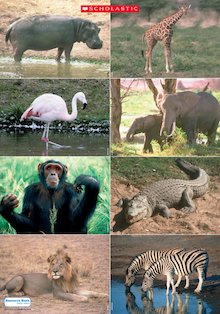 African animals – poster