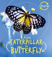 QED Lifecycles: From Caterpillar to Butterfly