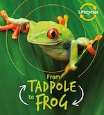 QED Lifecycles: From Tadpole to Frog