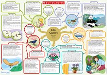 Life cycle poster