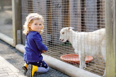 child feeding a goat at a farm child feeding a goat at a farm