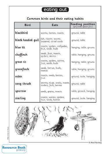 Common British birds – feeding habits – Primary KS1 teaching resource -  Scholastic