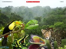 Rainforest factfile – interactive