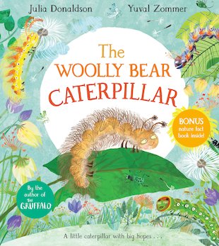 Woolly Bear Caterpillar