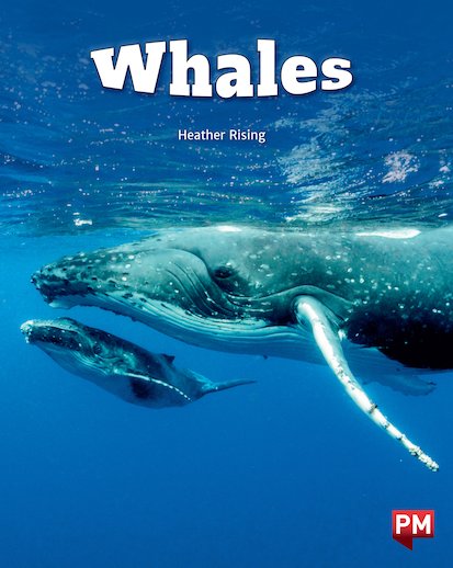 Whales (PM Non-fiction) Level 24×6 - Scholastic Shop