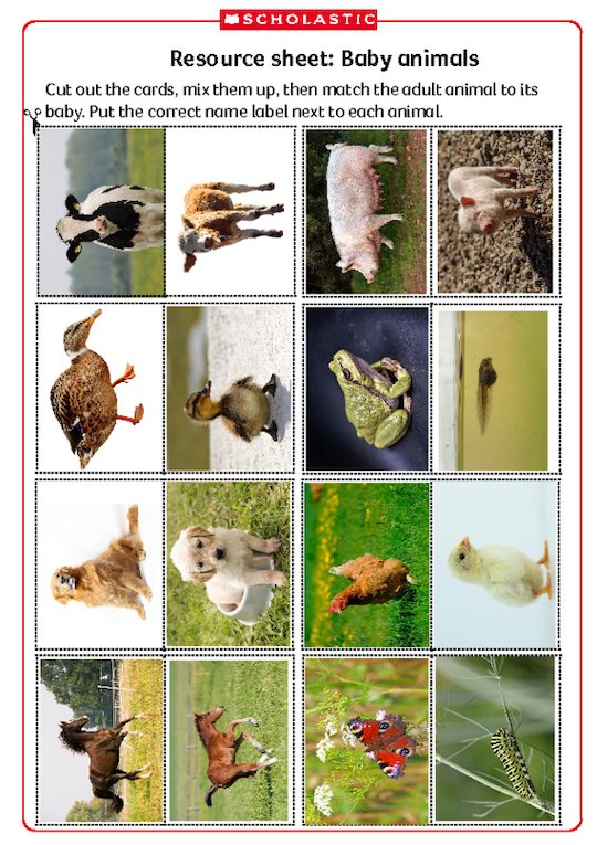 Resource sheet: Baby animals - Scholastic Shop