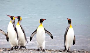 Los pingüinos de Sudamérica screenshot