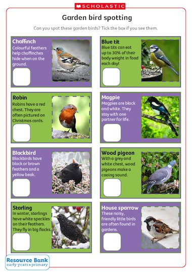 Garden bird spotting – FREE Early Years teaching resource - Scholastic