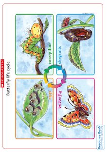 Garden wildlife week: Butterfly life cycle