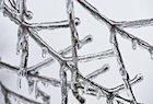Icy twigs