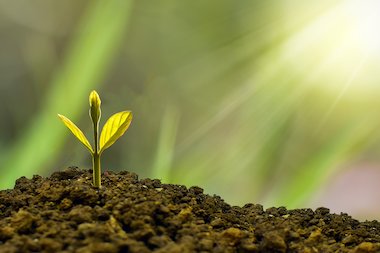 plant growing out of the soil plant growing out of the soil