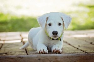 A puppy outdoors A puppy outdoors