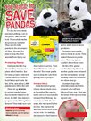 Race to save the pandas – comprehension task