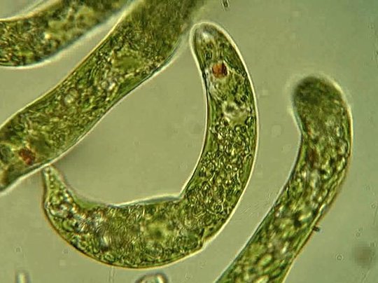 Euglena