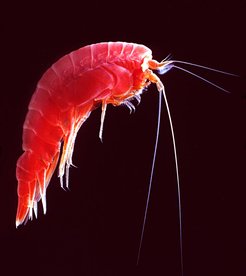 Amphipod Amphipod