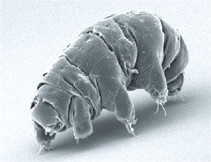 Tardigrade Tardigrade