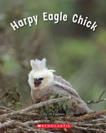 Connectors Starters: Harpy Eagle Chick (Green Pack)